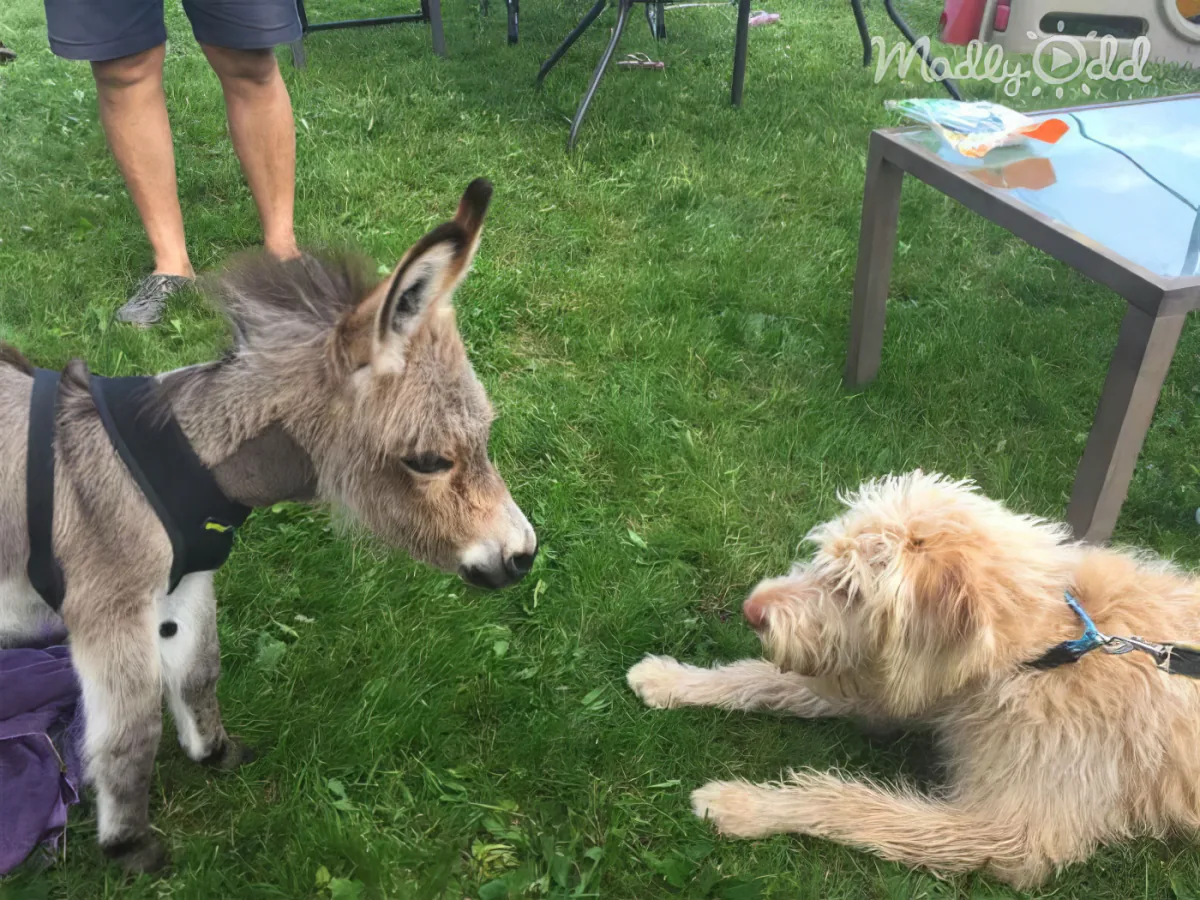 Miniature Donkey and Dog