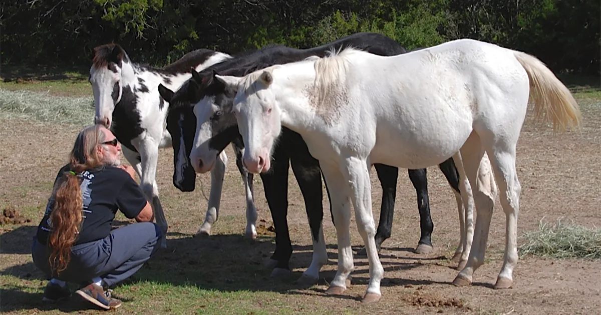 See Willie Nelson''s ''Luck Ranch'' Where Over 70 Rescue Horses Now Live Happy Lives