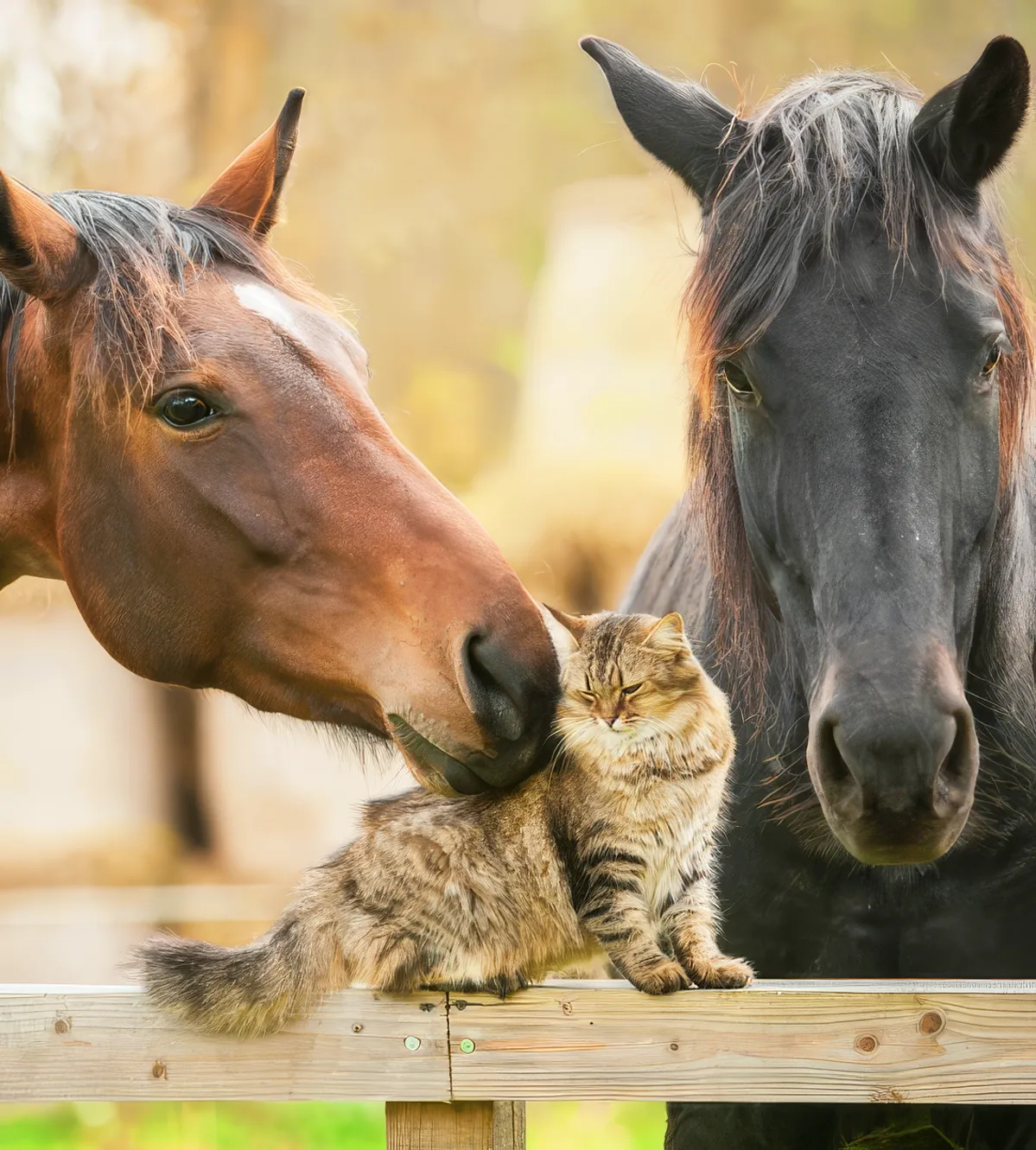 Willie Nelson Horse Rescue