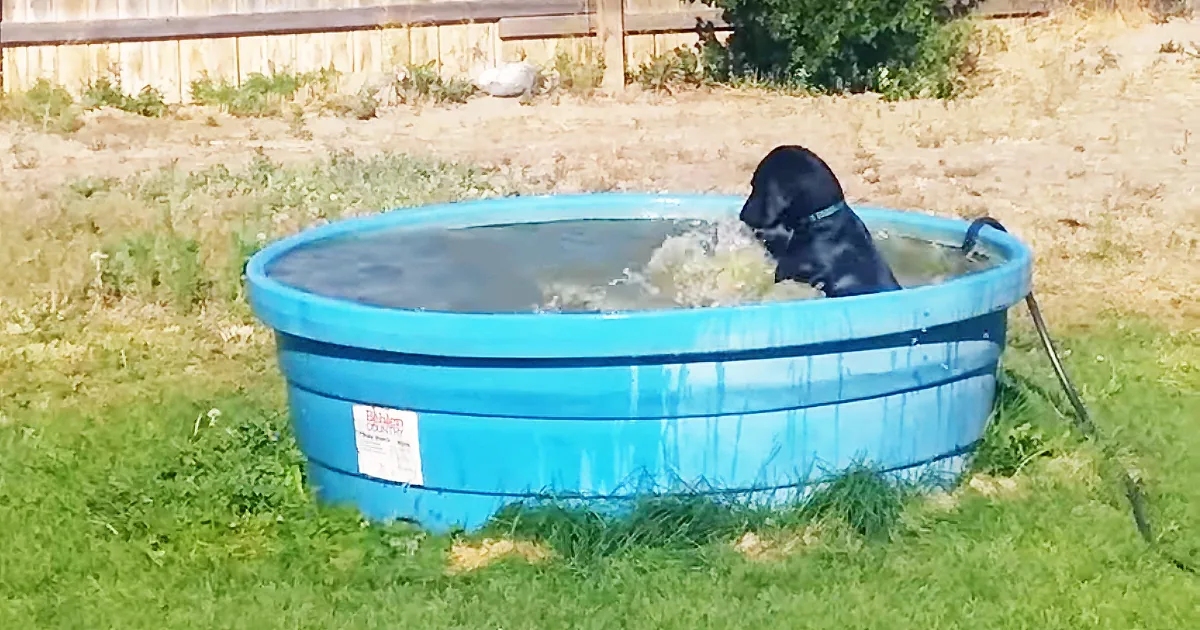 Overjoyed Dog Can't Get Enough of Her Kiddie Pool, so Dad Grabs the Camera