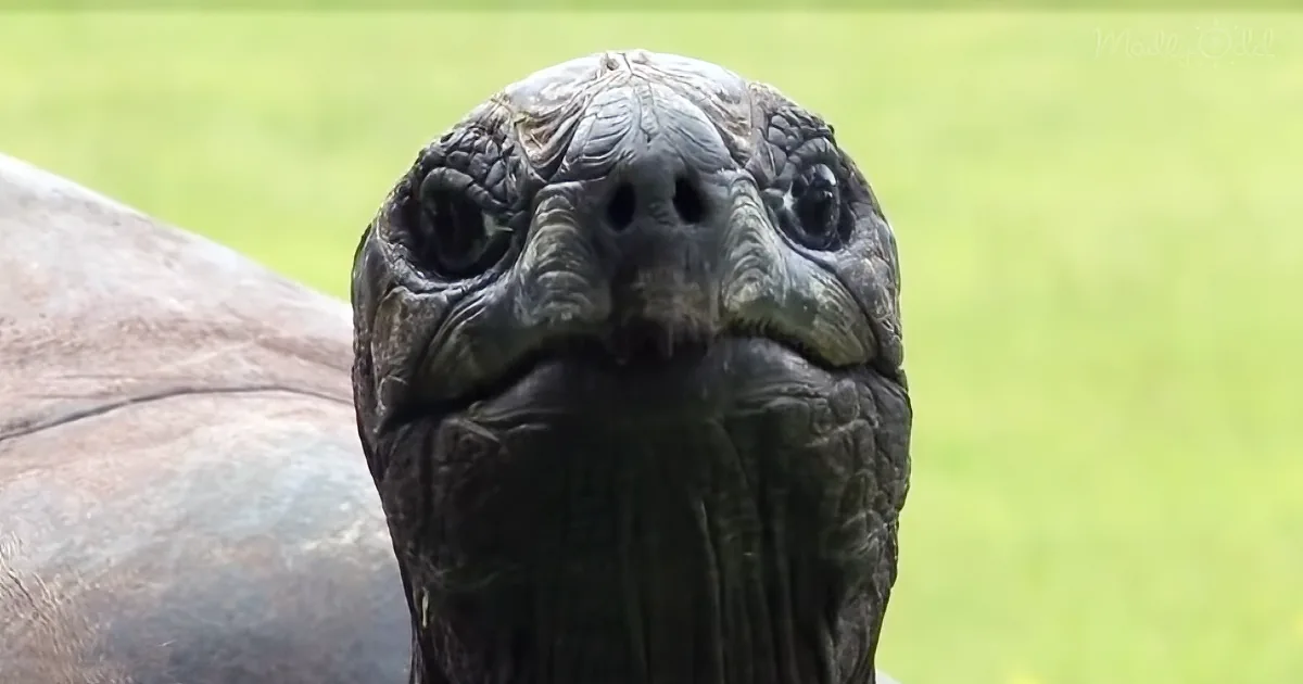 Say Hello to Jonathan, the Oldest-Living Animal in the World Who Is Celebrating His 187th Birthday Today