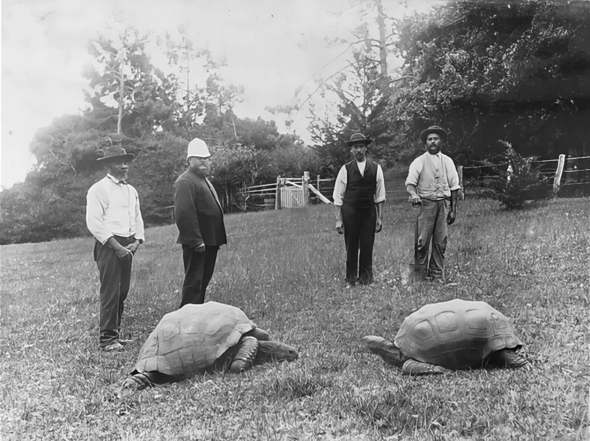 Two large tortoises on grass, four men in period attire standing nearby, trees and fence in background.