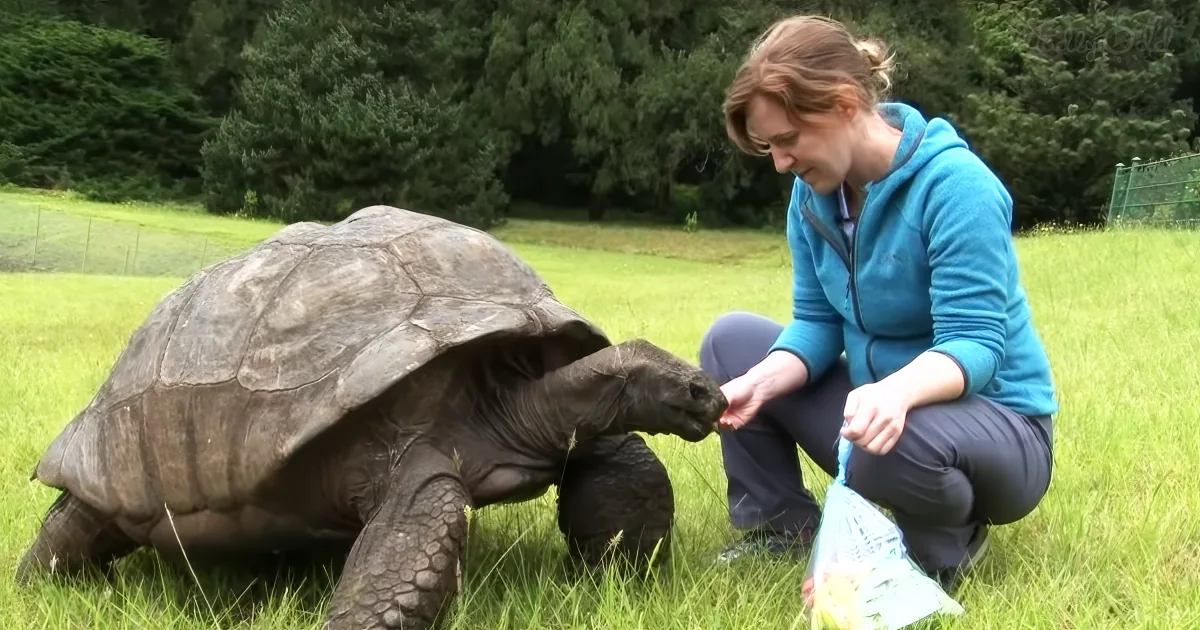 A woman in a blue jacket feeds a large tortoise in a grassy field.