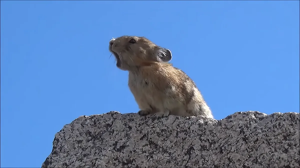 A pika perches on a rocky ledge against a clear blue sky, appearing alert and vocal.