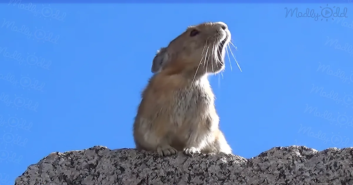 This Video of a Tiny Pika Singing 'Queen' Has Gone Viral for All the Right Reasons