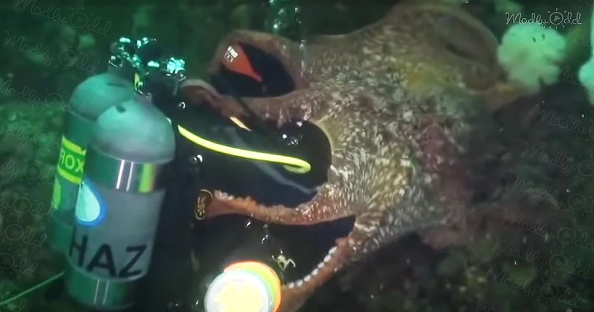 A diver interacts with a large octopus underwater, surrounded by scuba gear and marine life.