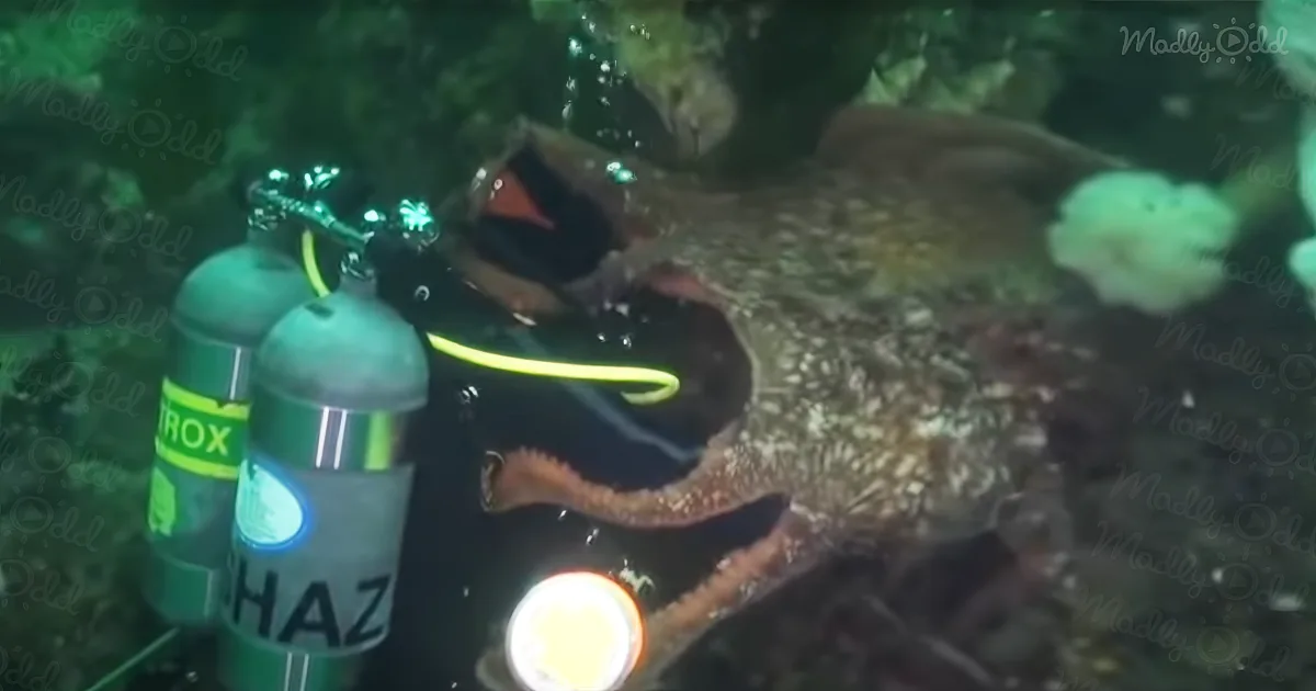 A diver wearing a black wetsuit and helmet is interacting with a large octopus underwater.