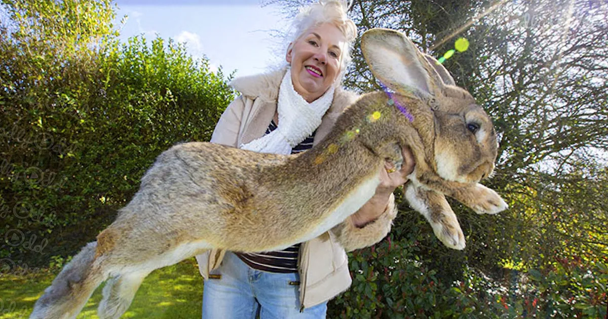 The World's Biggest Easter Bunny Has a Rival... Meet Jeff, His 4 Foot Son