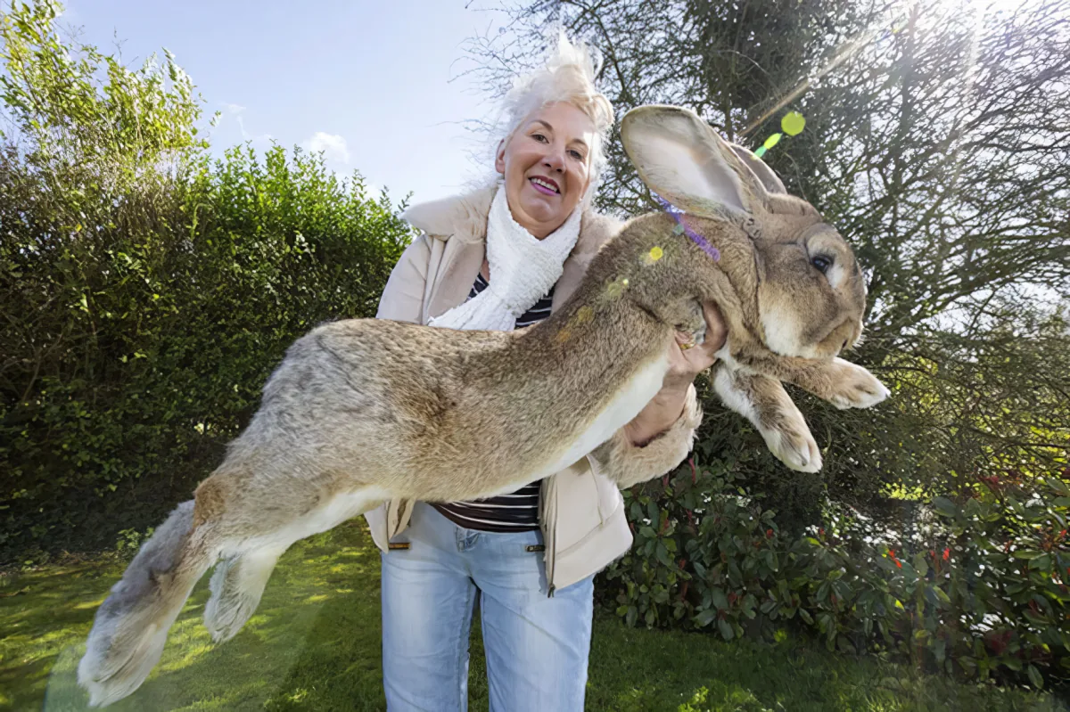 A woman holds a large rabbit outdoors, with greenery and sunlight in the background.