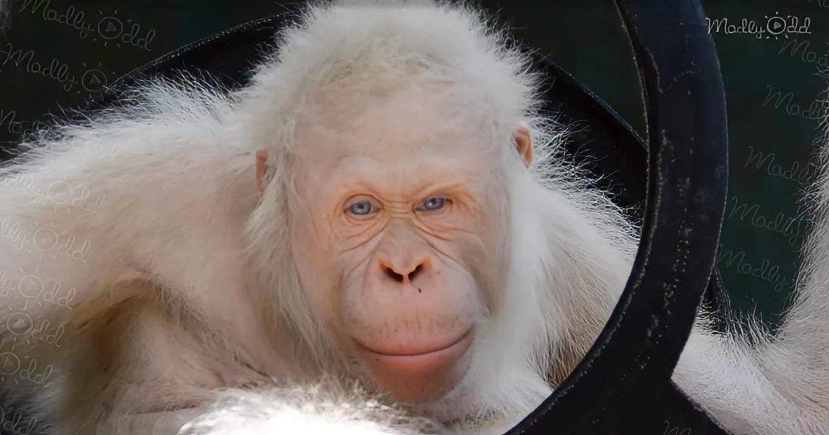 A white-furred monkey with blue eyes and a pink nose is looking directly at the camera.