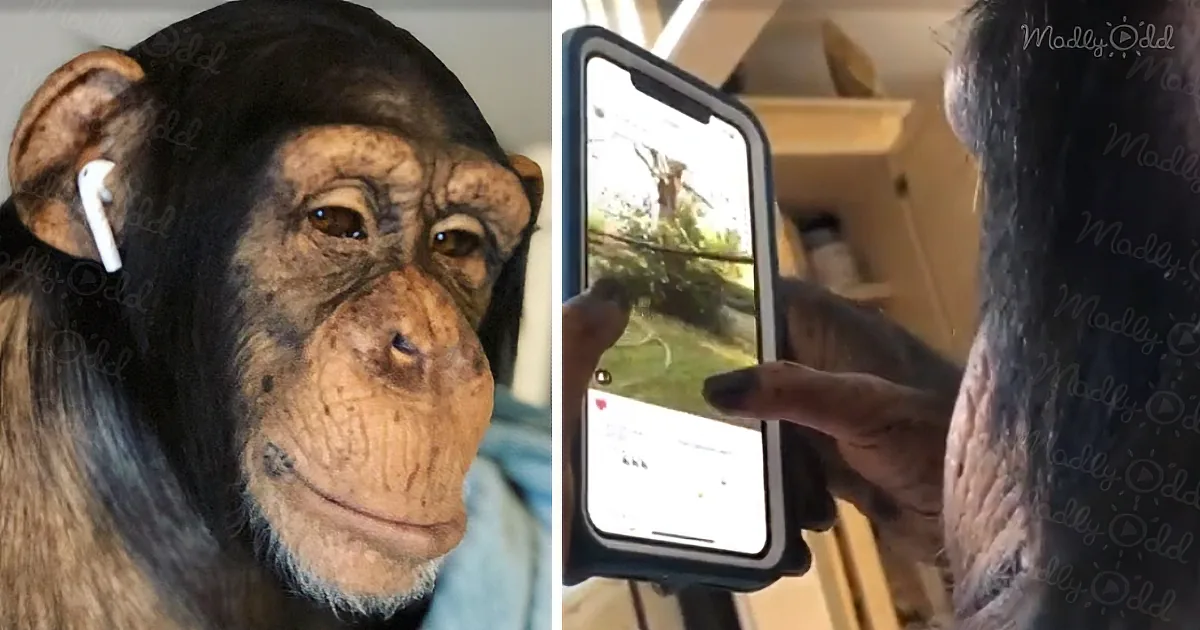 A chimpanzee wearing earbuds and interacting with a smartphone, showing a grassy outdoor scene.