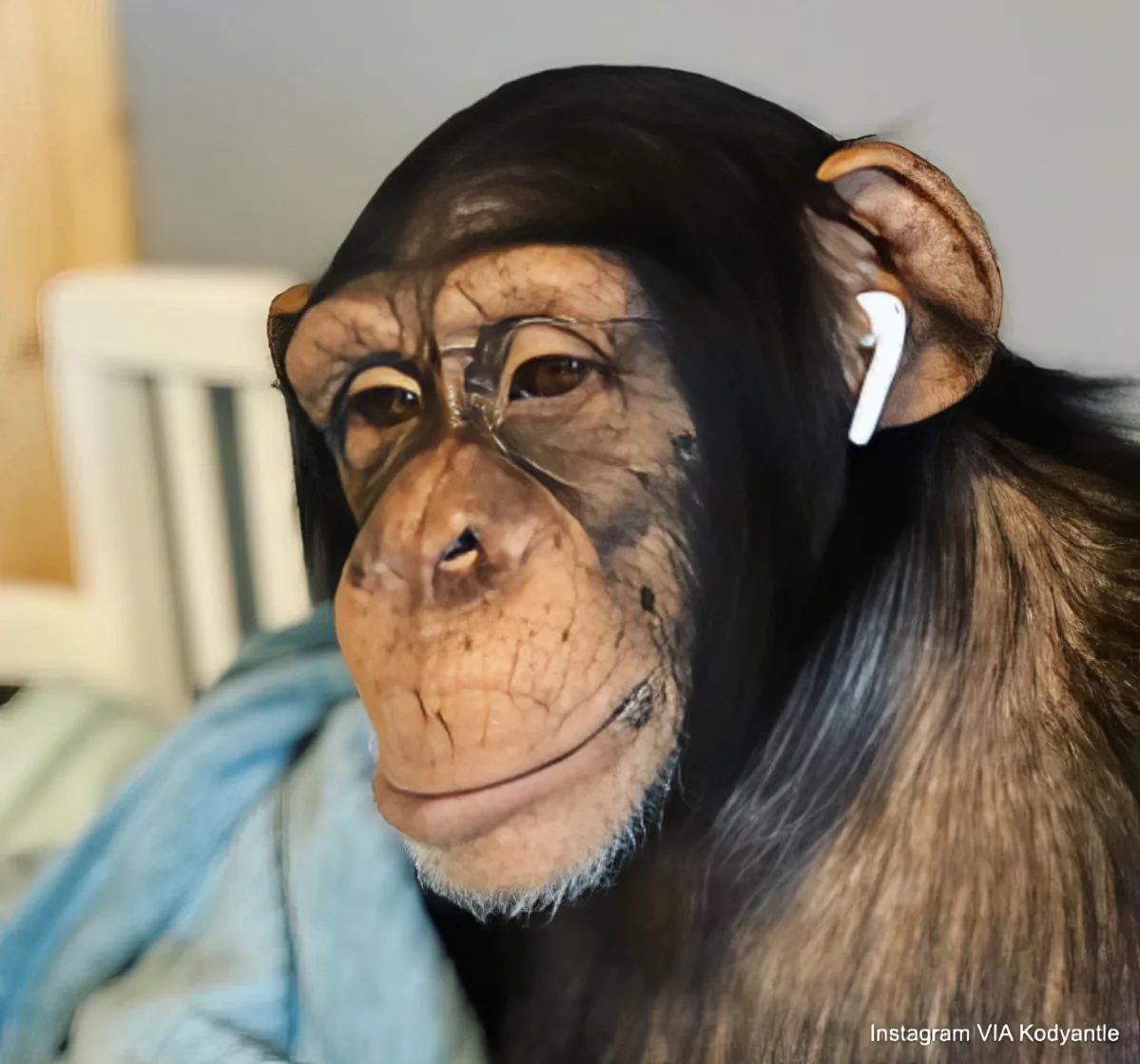 A chimpanzee wearing white earbuds sits on a bed with a blue blanket.
