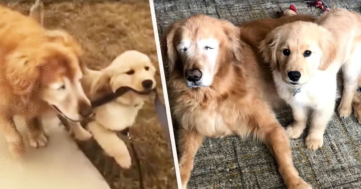 Blind Golden Retriever Gets His Own 'Seeing-Eye' Puppy and When You See These Pals, Your Heart Will Melt