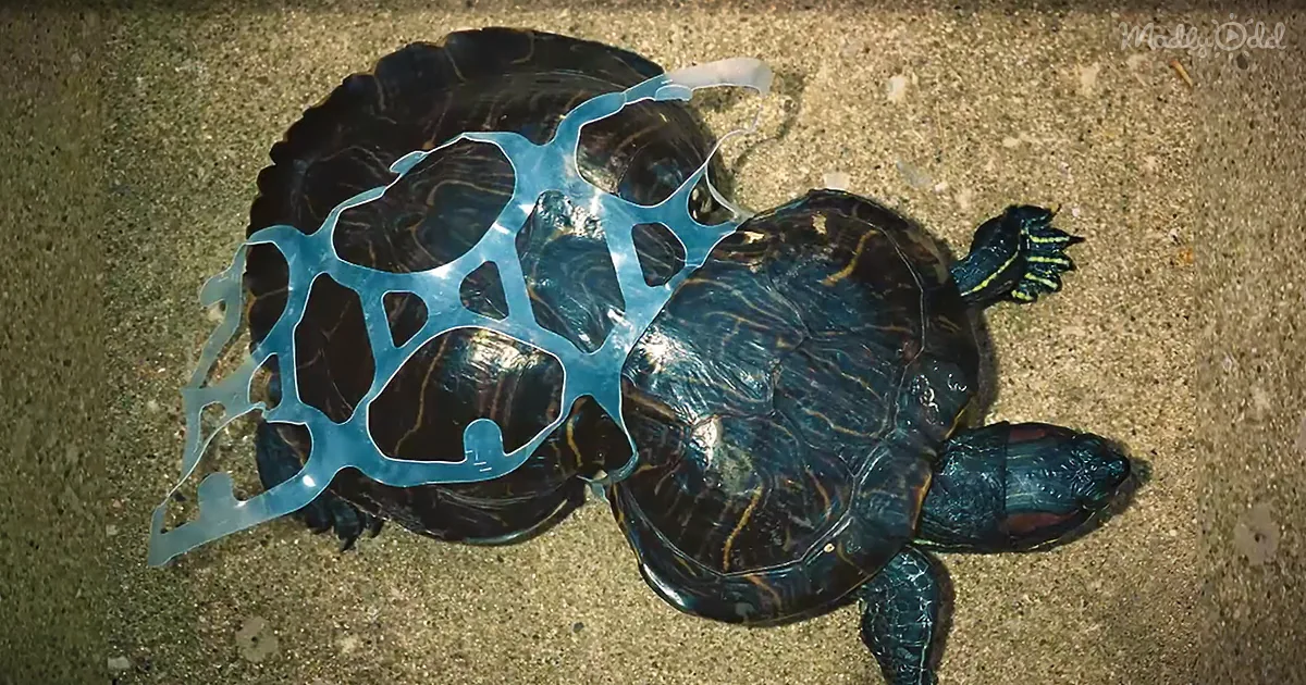 Beer Maker Uses Edible 6-Pack Rings That Feed Sea Turtles Rather Than Kill Them