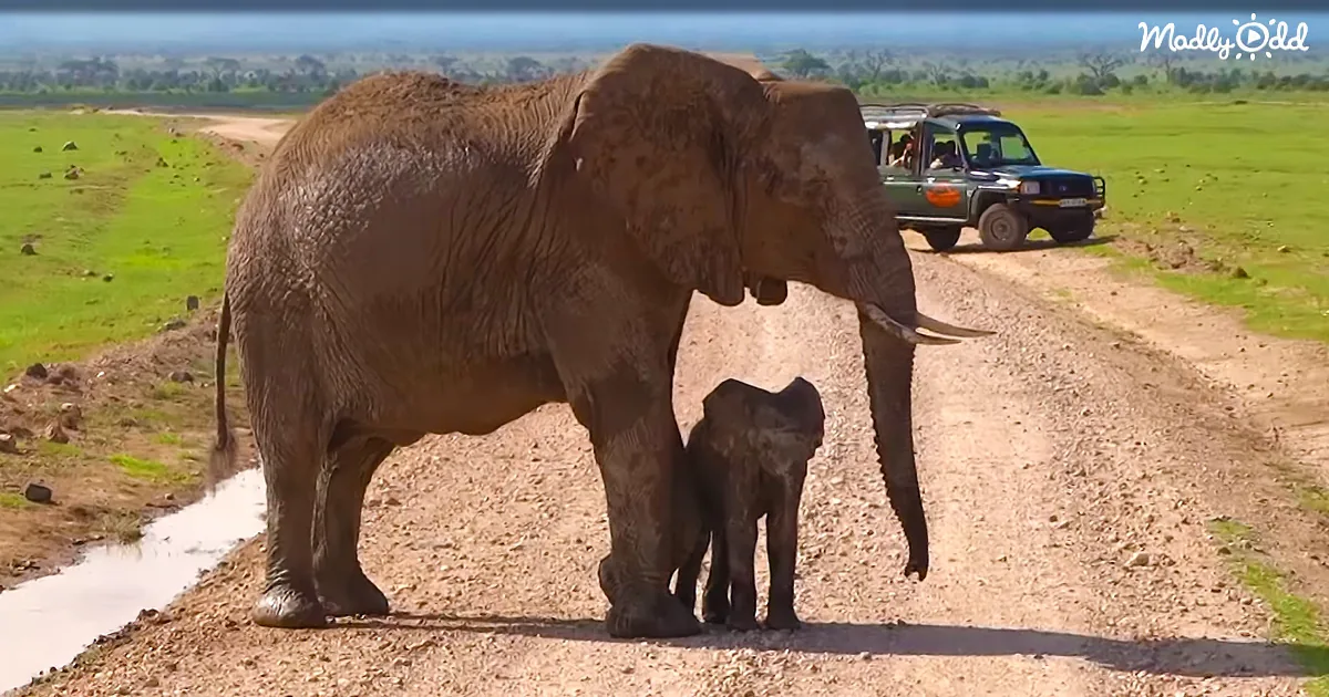 Watch Baby Elephant Conquer His Fear of Water With Help From Mom