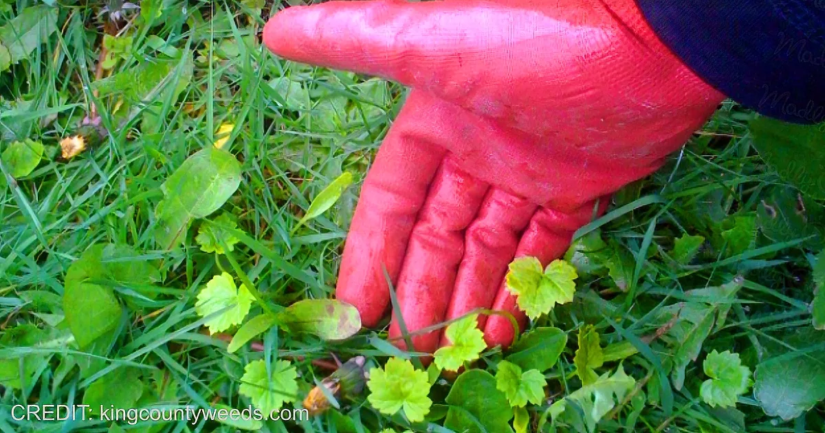 A hand wearing a red gardening glove is holding a small red berry amidst green grass and weeds.