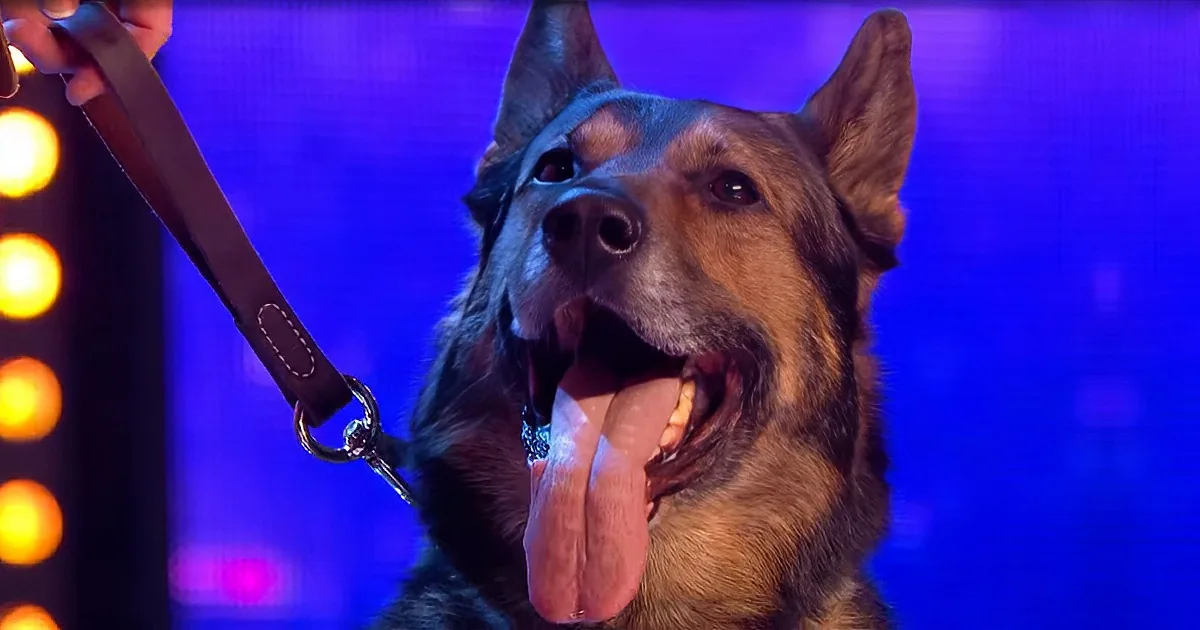 Psychic Police Dog Shocks Judges With His Incredible Telepathy Skills