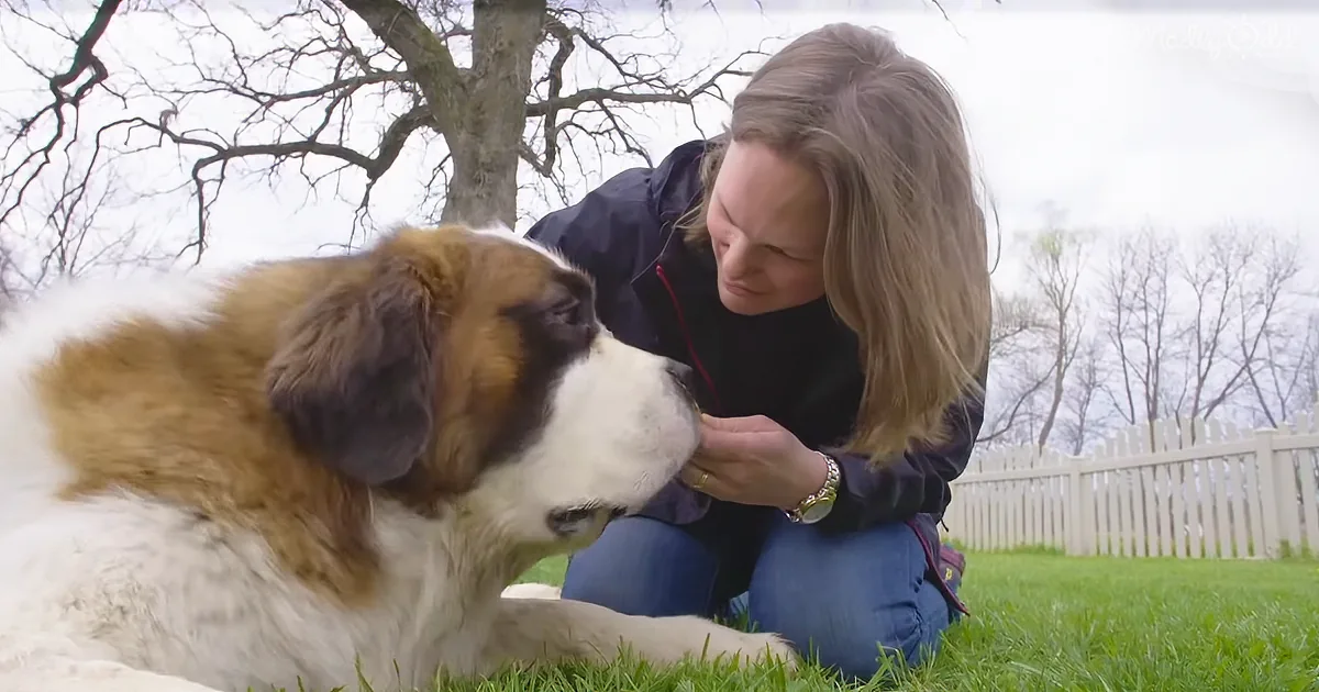 130-Pound Dog Steps Into Home for the First Time in His Life