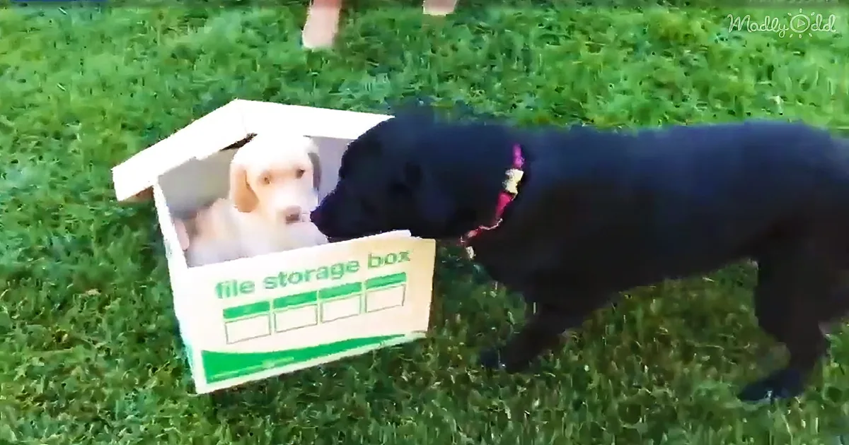 A black dog sniffs a cardboard box with a picture of a white dog on it in a grassy area.