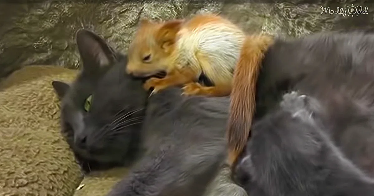 Cat Adopts 4 Baby Squirrels - and One in Particular Really Loves Her New Mom