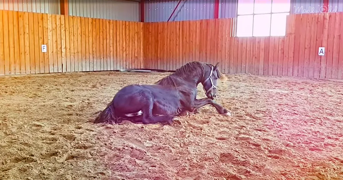 There's Nothing Quite as Magnificent as These Three Black Stallions