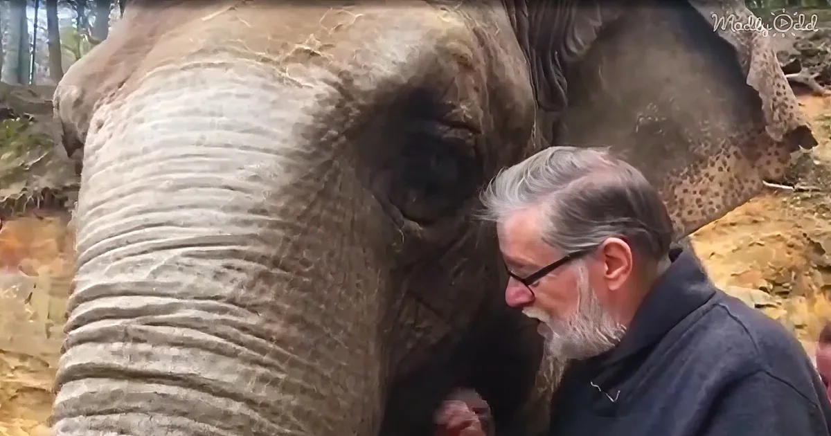 This Video of an Elephant Reuniting With Her Old Friend Is Just the Thing You Need