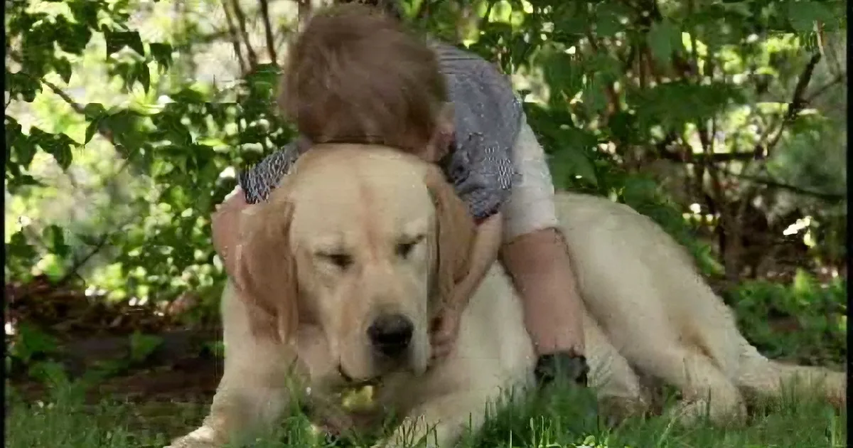 A golden retriever lies on grass, a child sits on its back, both surrounded by green foliage.