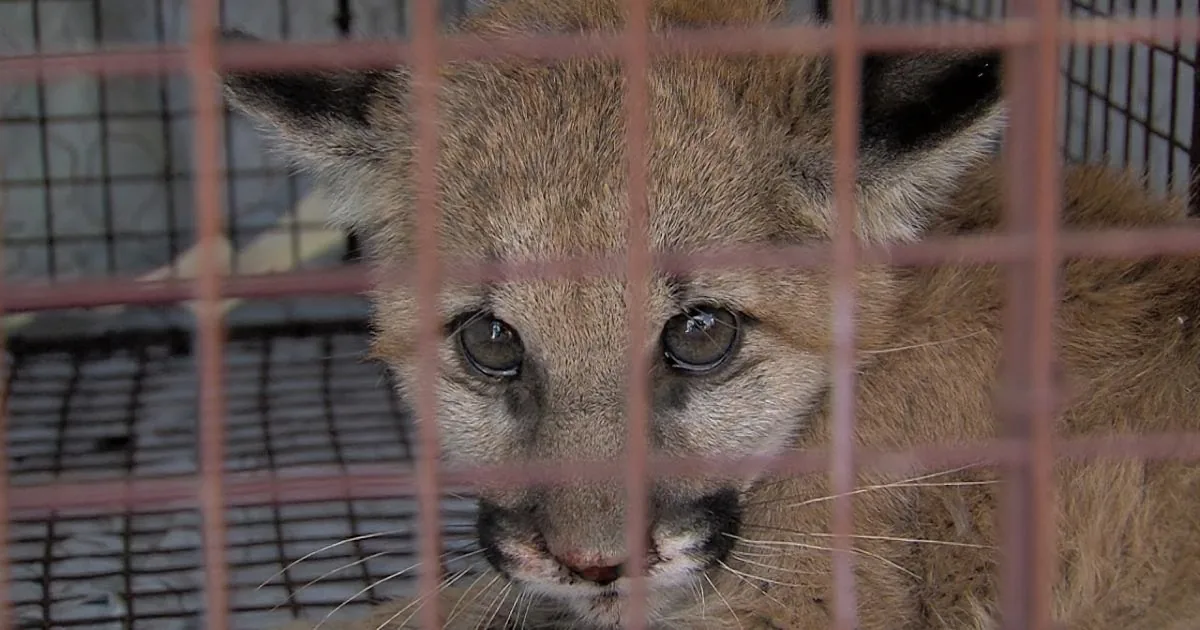 A close-up of a young mountain lion's face, with its eyes and whiskers visible through a cage.