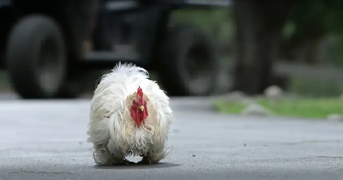 Rooster Is Scared to Go Inside the Coop at Night. When They Found out the Reason...
