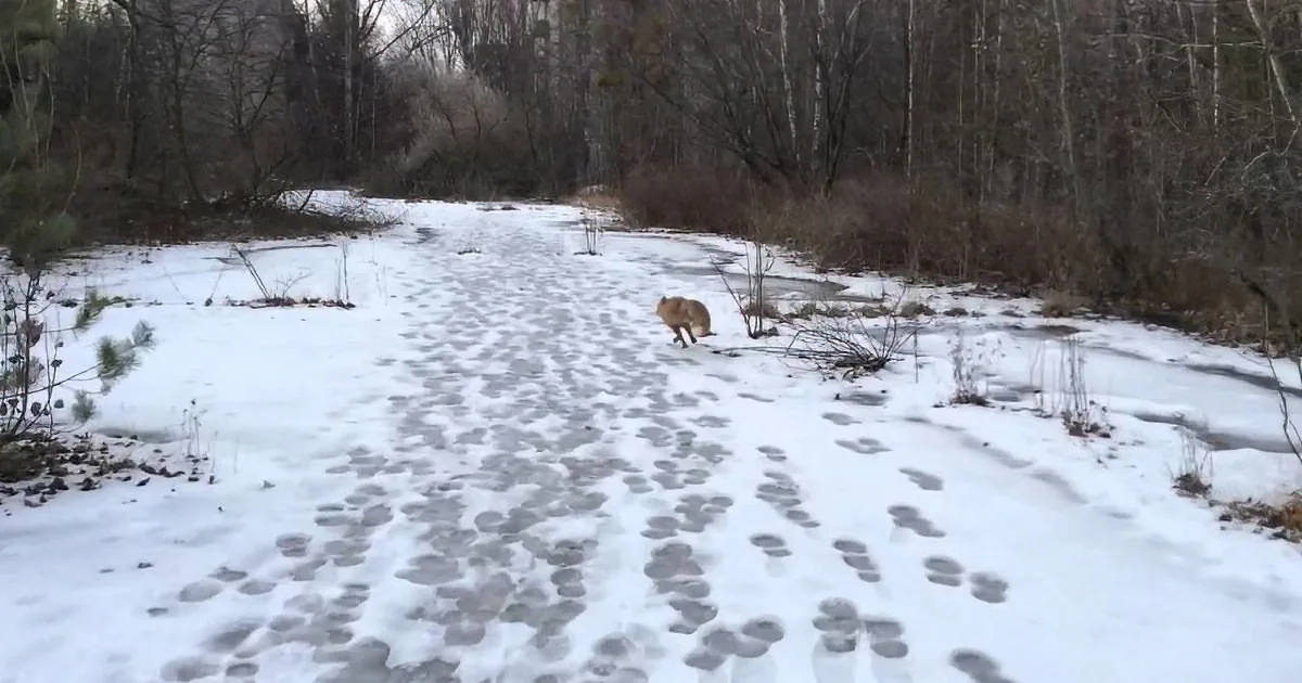 Man Went for a Walk in the Woods. but He Came Across Something Unexpected. This Is Amazing!