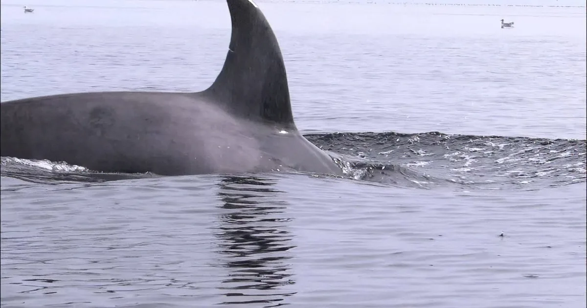 A whale's dorsal fin and part of its body are visible above the water's surface.