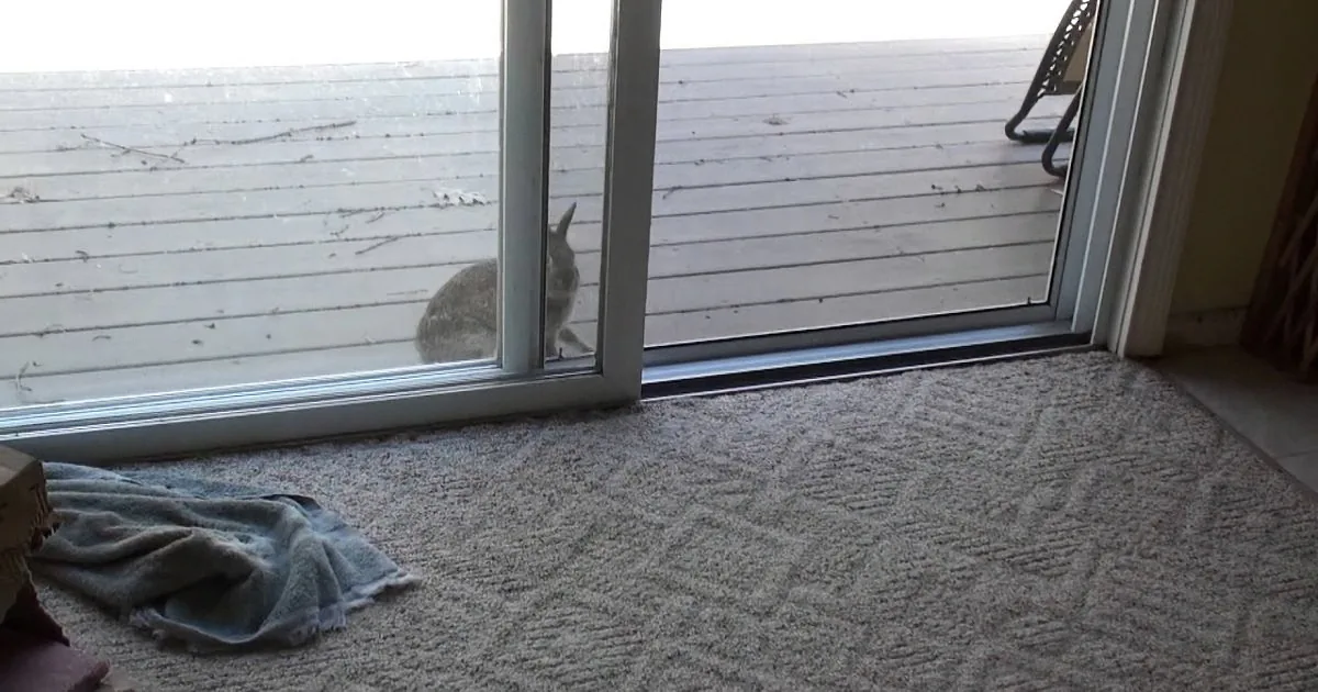 Wild Rabbit Was Dying to Come Inside. Now Wait Till You See the Reason Behind It