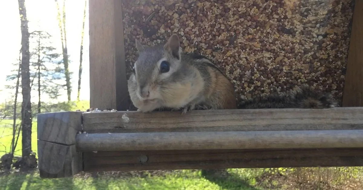 A chipmunk rests on a wooden bird feeder, surrounded by seeds, with a grassy background and trees.