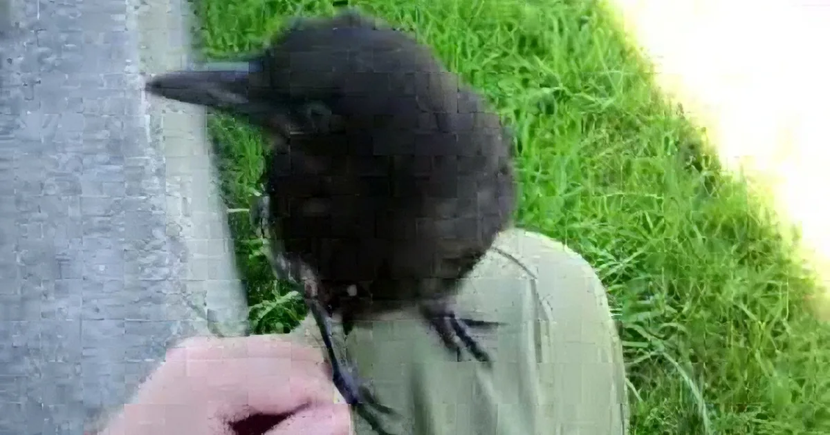 Baby Bird Hops on That Man''s Knee. but Watch When He Touches His Foot