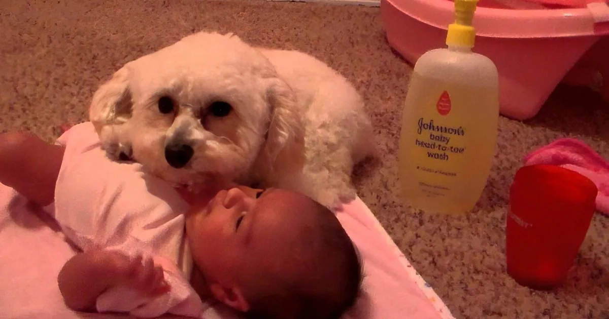A white dog sniffs a baby lying on a pink blanket near a Johnson's baby wash bottle.