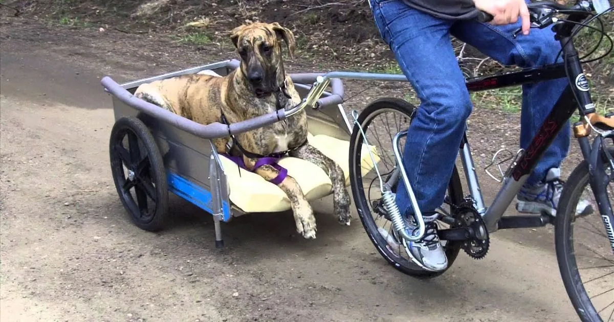 A dog in a cart attached to a bicycle, being pulled by a person on the bike.