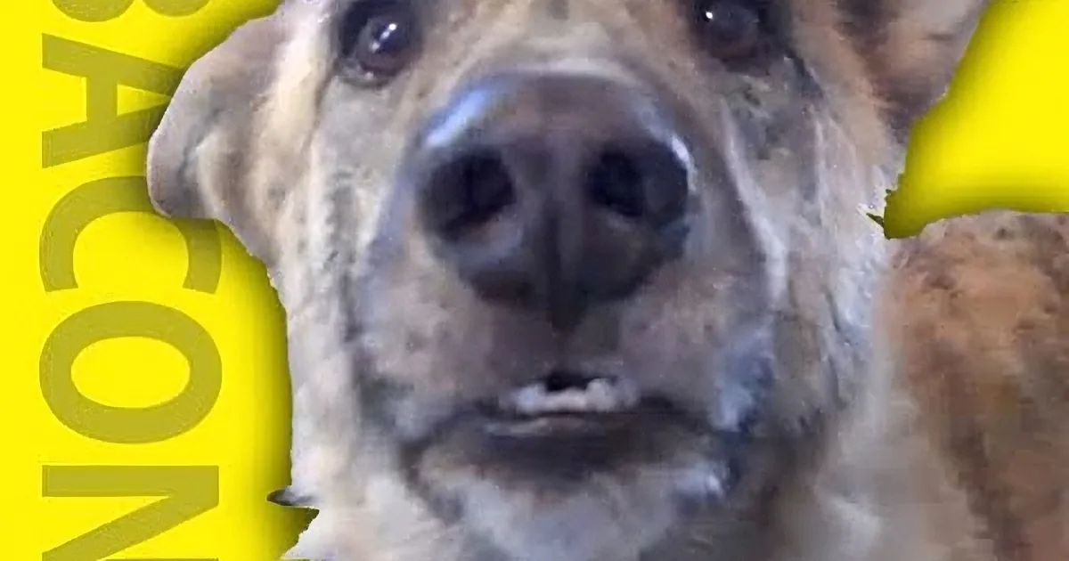 He''s Sad His Owner Ate All the Food in the Fridge. but Wait Till You See What He Does Next! LOL!