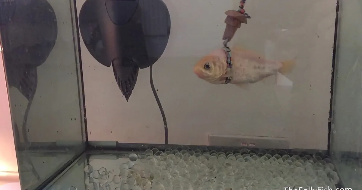 I Thought This Was a Normal Goldfish. but When I Saw What She''s Wearing?