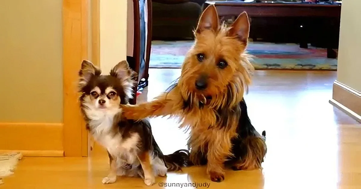 A small brown dog with a fluffy tail sits next to a smaller black and white dog on a wooden floor.