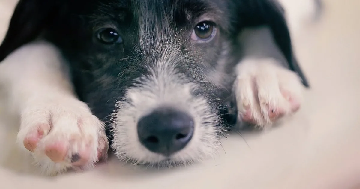 A close-up of a black and white puppy with its paws resting on a surface, looking directly at the camera.