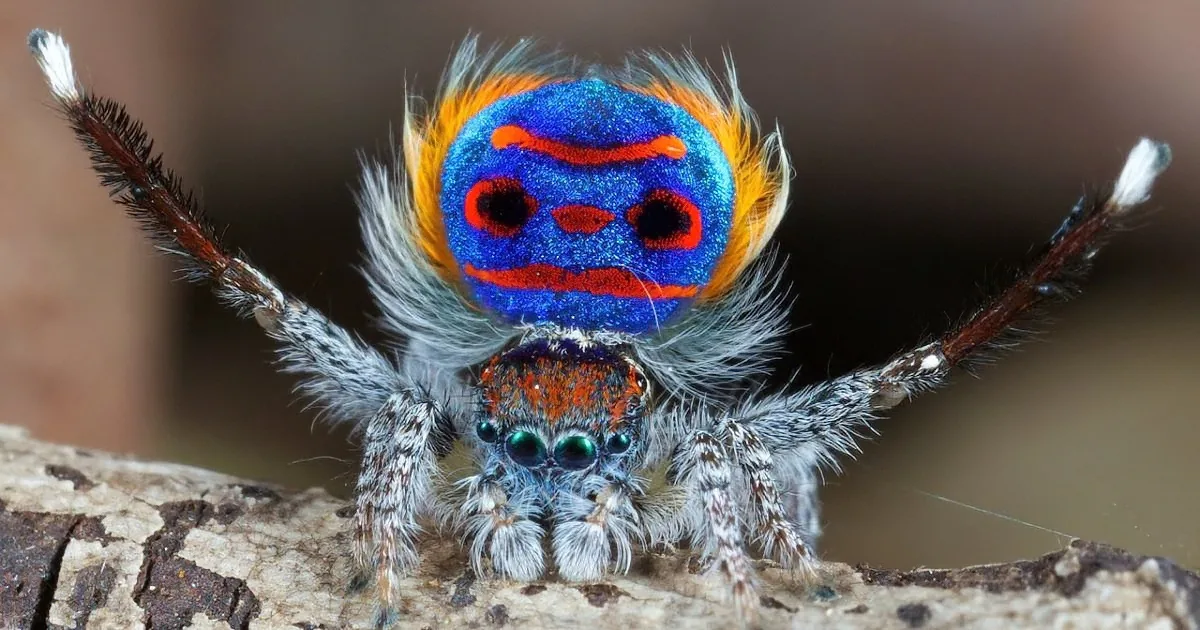 That's a Normal Spider, but You'll Lose Your Mind When It Moves! I Haven't Seen Anything Like It
