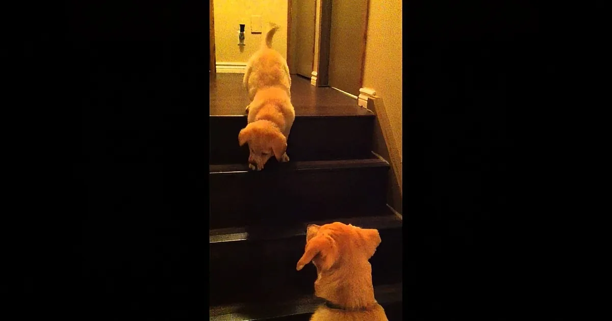 This Little Pup Was Having Trouble With the Stairs. but Her Brother Teaches Her How to Conquer It