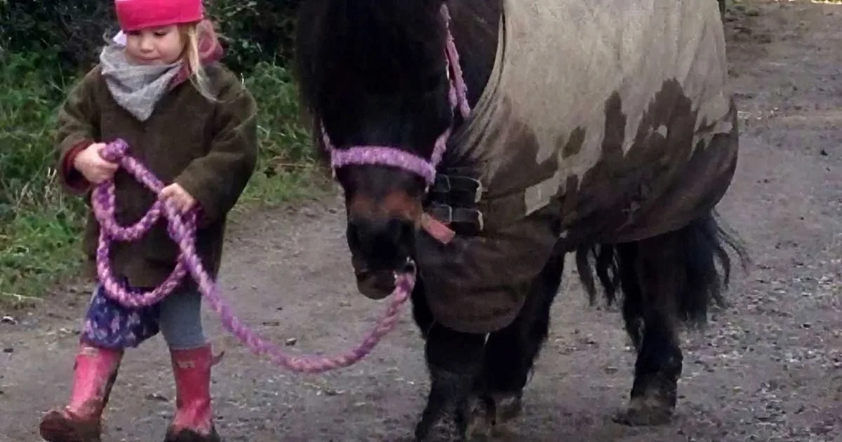A young girl in pink boots holds a purple rope, leading a black horse with a tan blanket and pink halter.