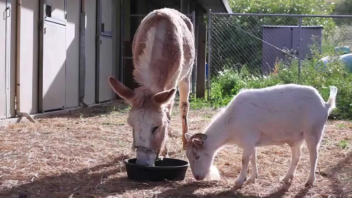 A donkey and a white goat share a meal from a black bowl on a dirt ground.