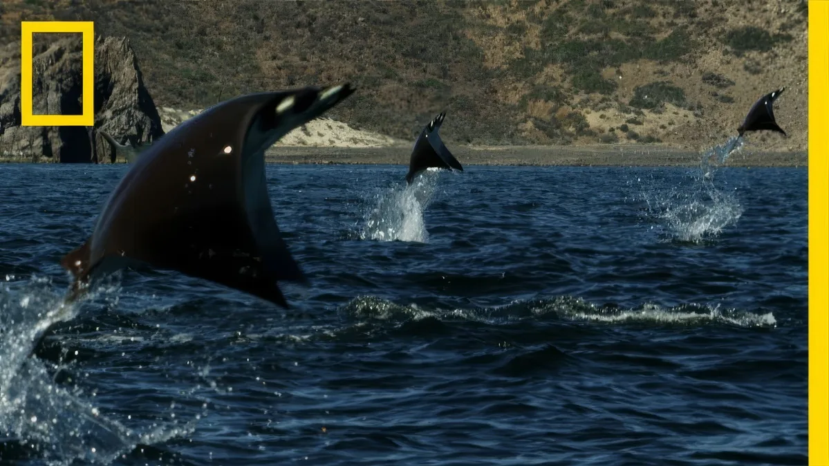 Three dolphins leap out of the water, creating splashes, with a rocky coastline in the background.