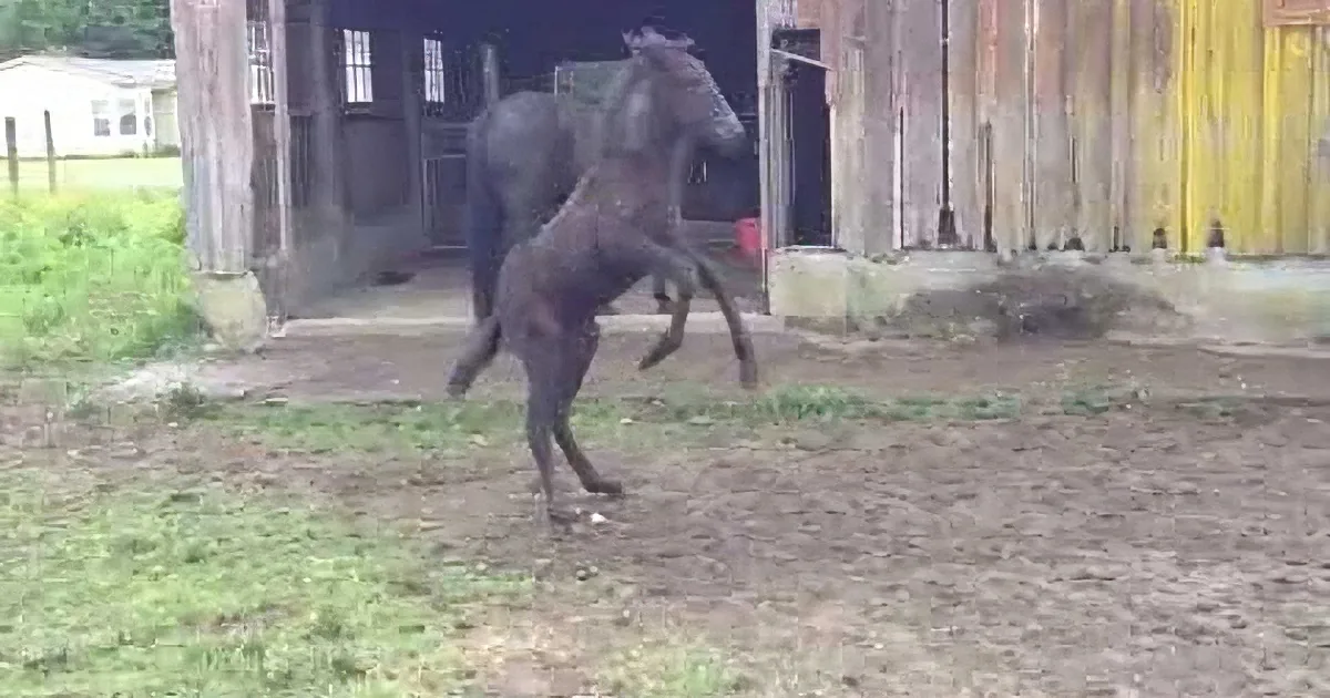 A horse is rearing up on its hind legs in a barnyard setting.
