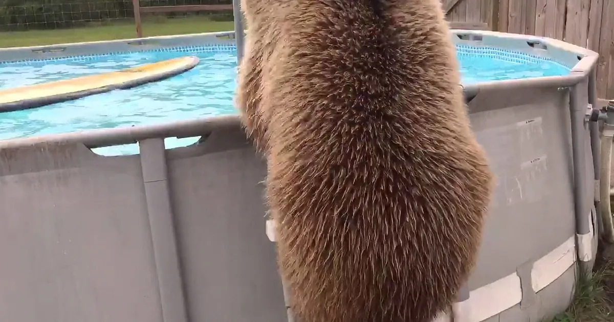 A wet dog stands at the edge of an above-ground pool, its back and tail visible.