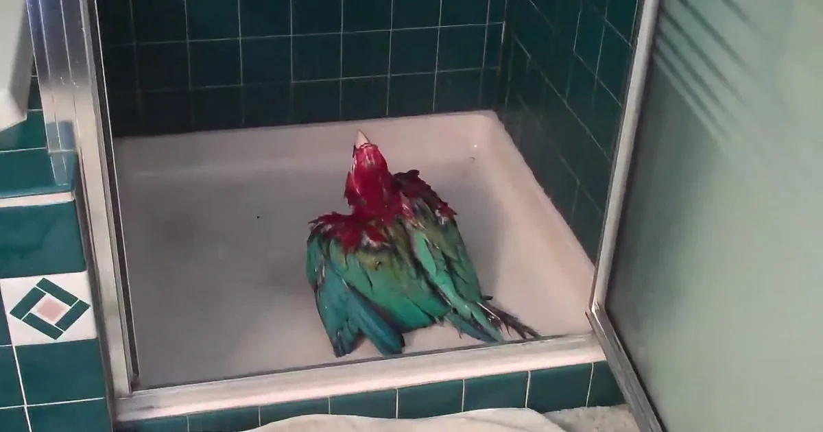 A colorful parrot with red and green feathers is perched on a white surface in a tiled enclosure.