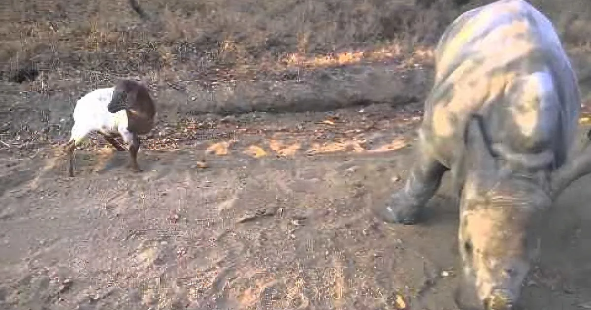 When I Found out What This Unusual Pair of Animals Was Doing, I Started Laughing Like Crazy!