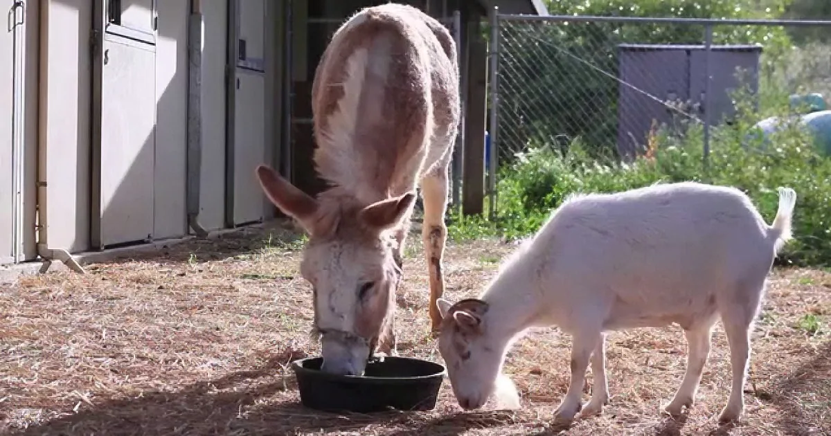 A donkey and a white goat are eating from a black bowl on a dirt ground near a building.